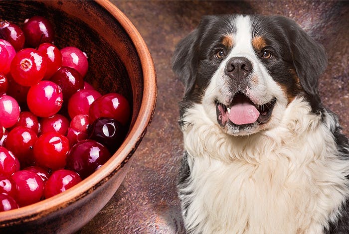 Can Dogs Eat Cranberries and Craisins?