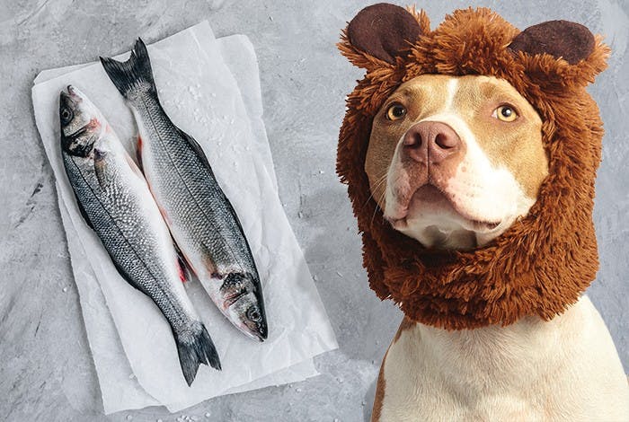 Can Dogs Eat Fish? Best 10 Fish Dogs Can Eat