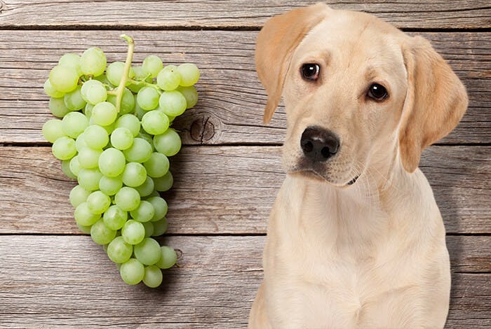 Can Dogs Eat Grapes? What About Raisins?