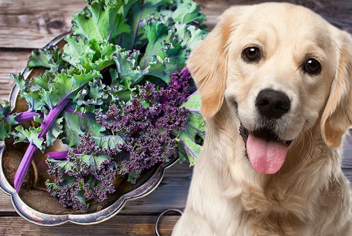 Can Dogs Eat Kale?