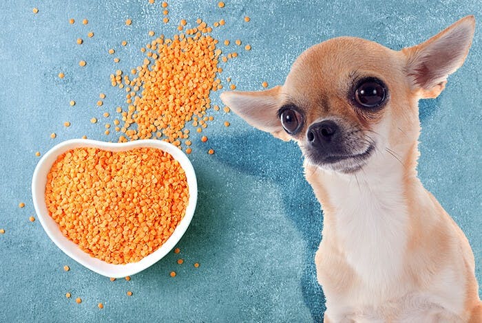 Can Dogs Eat Lentils? 5 Health Benefits and 4 Risks