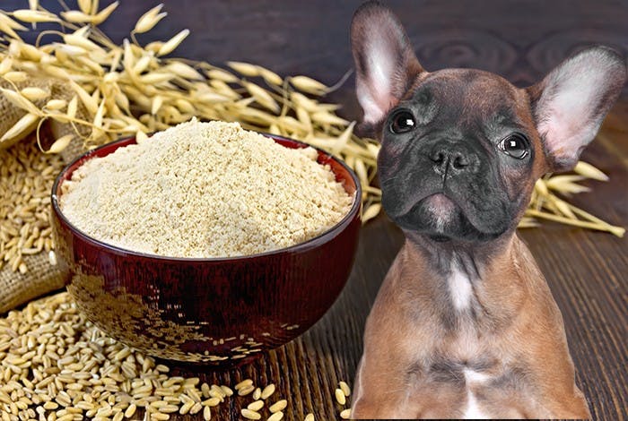 Can Dogs Eat Oatmeal? What Are the Benefits and Risks?