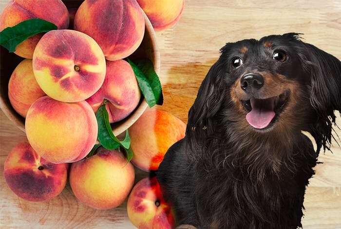 Can Dogs Eat Peaches?