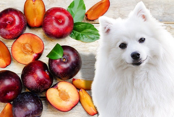 Are Plums Safe for Dogs? The Surprising Answer