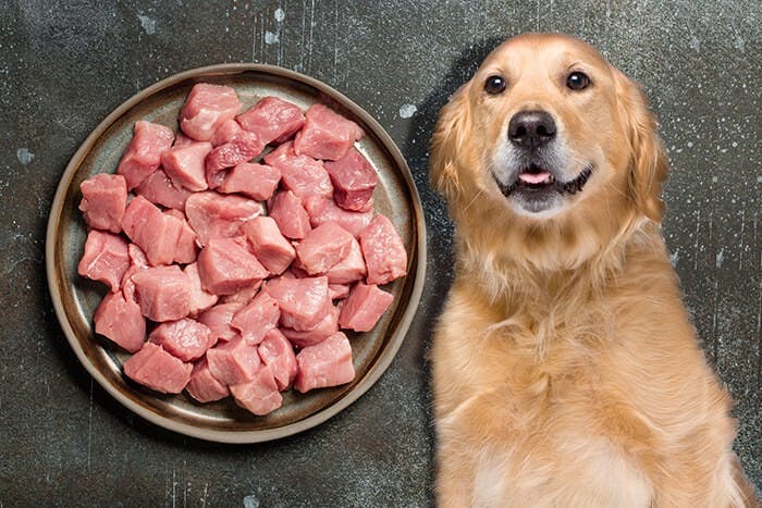 Can Dogs Eat Pork?