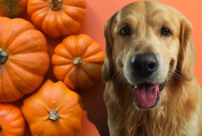 Can Dogs Eat Pumpkin? Benefits and Risks?
