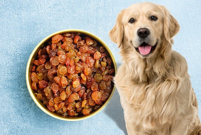 Can Dogs Eat Raisins? What Makes Them Deadly To Dogs?