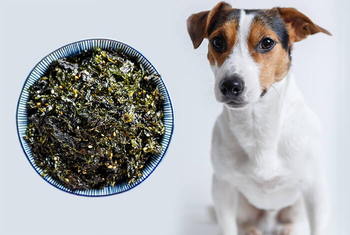 Can Dogs Eat Seaweed?