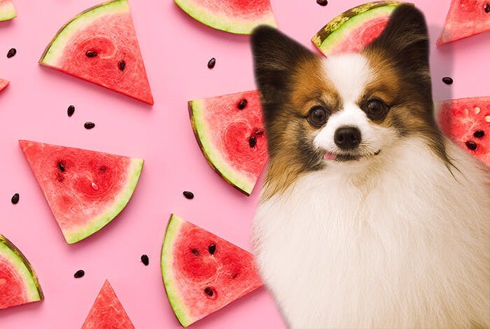 Can Dogs Eat Watermelon? What About The Seeds?