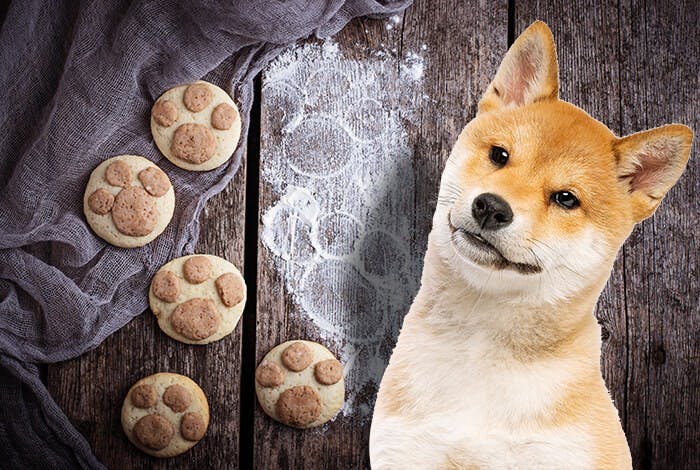 8 Easy-to-Make Homemade Dog Cookie Recipes