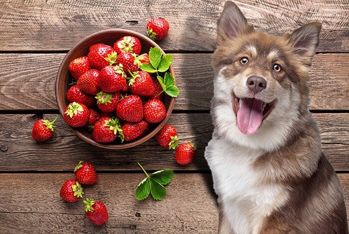 Can Dogs Eat Strawberries? What About Strawberry-Flavoured Food?