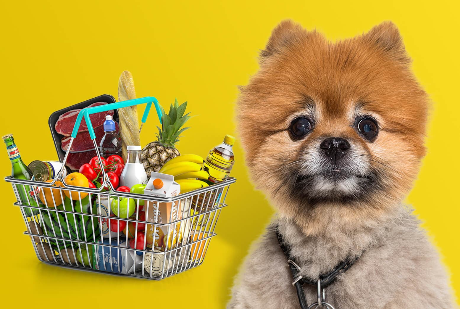 Can Dogs Eat Bread? What Bread Varieties Are Bad for Dogs? Can Dogs Eat Bread? What Bread Varieties Are Bad for Dogs?