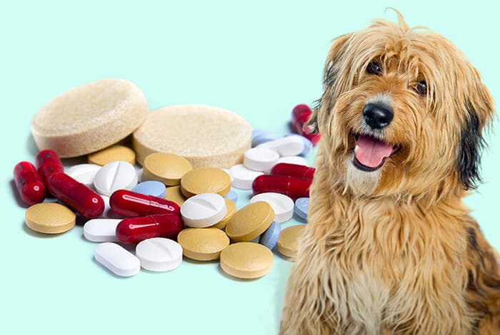Canine Liver Condition Dietary Requirements photo